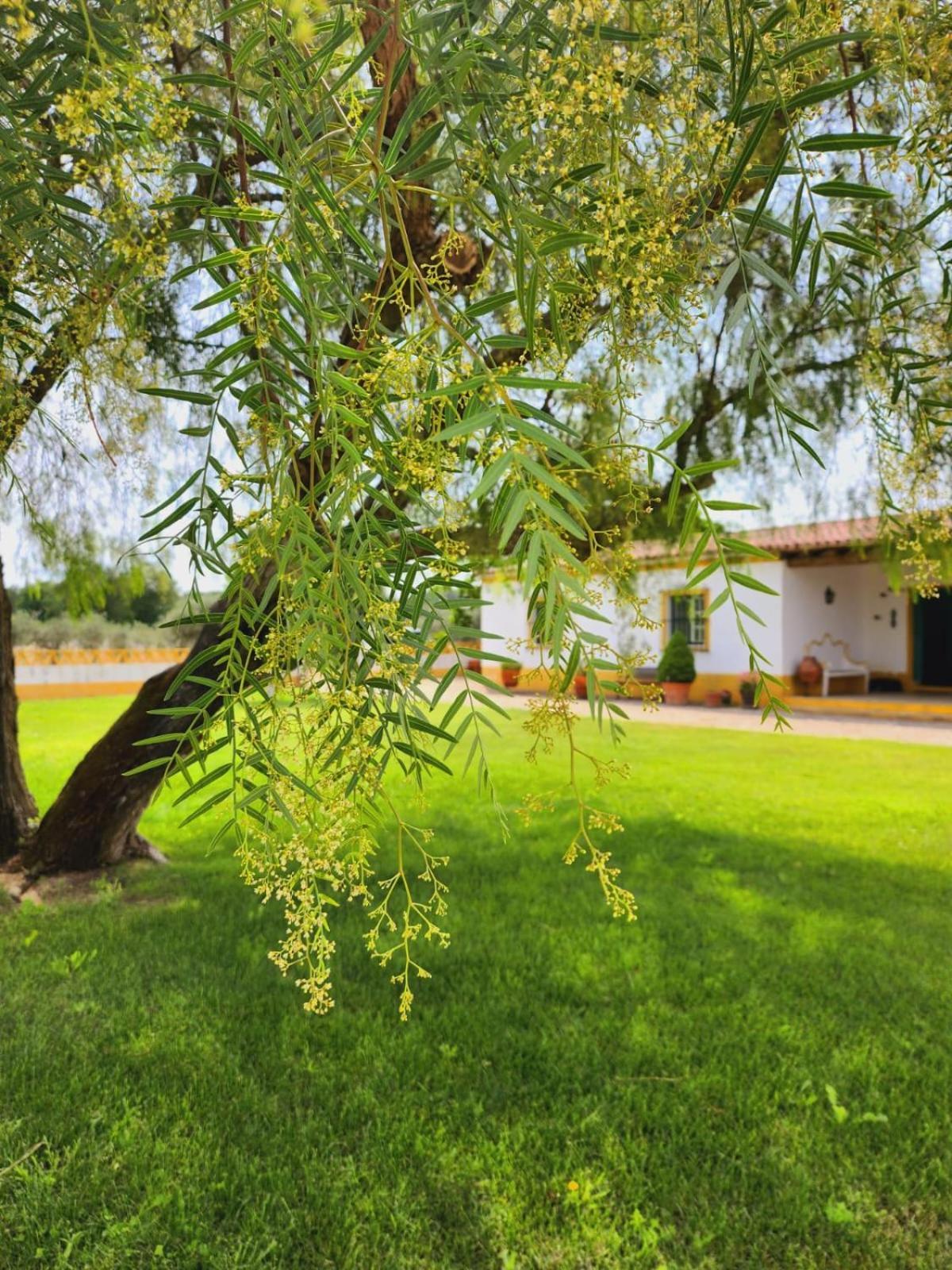 Montinho Do Palanque Vila Viana do Alentejo Exterior foto